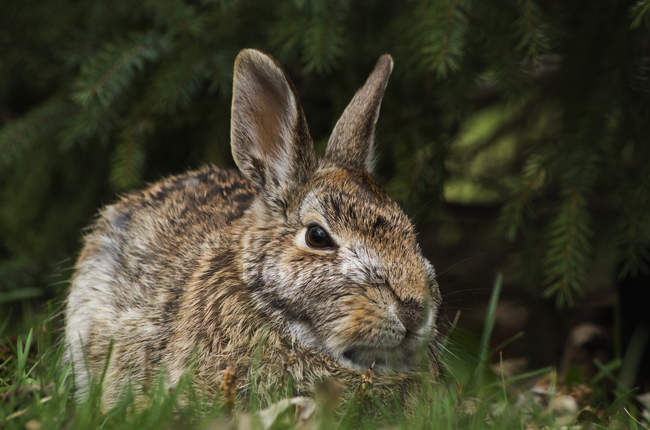 Cottontail rabbit sitting on grass — Stock Photo