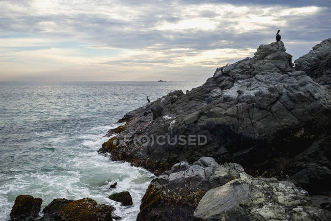 Silhouette des Pelikans an der Küste — Stockfoto