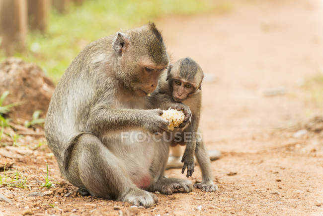 Mono sentado en el camino - foto de stock