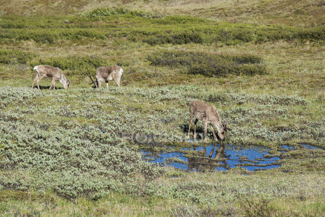 Caribou browsing and drinking — Stock Photo