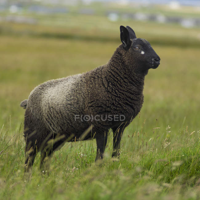 Черная овца стоит — стоковое фото
