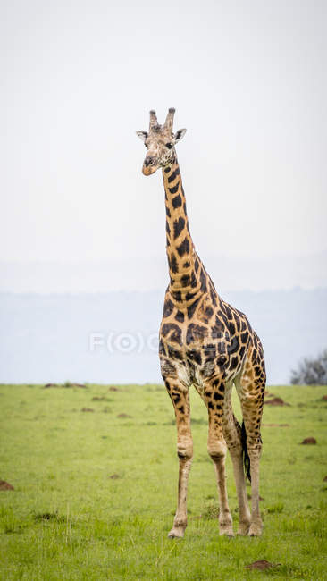 Giraffa in piedi sul campo — Foto stock