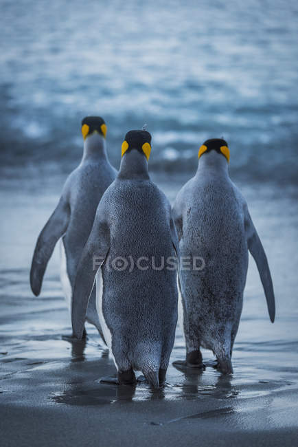 Три Королівські пінгвіни — стокове фото