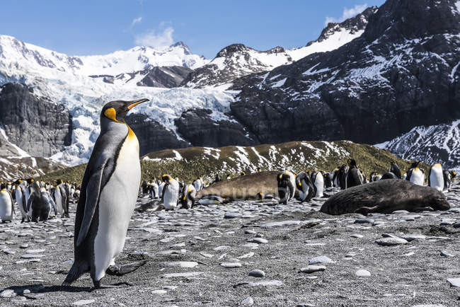 Colonia pinguino re — Foto stock