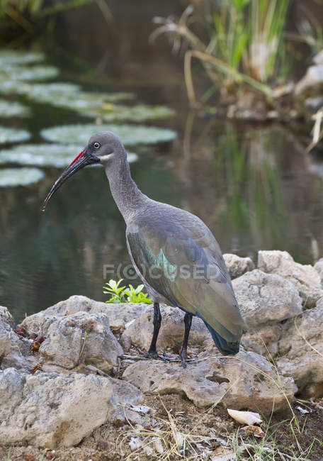 Hadada ou hadeda ibis — Photo de stock
