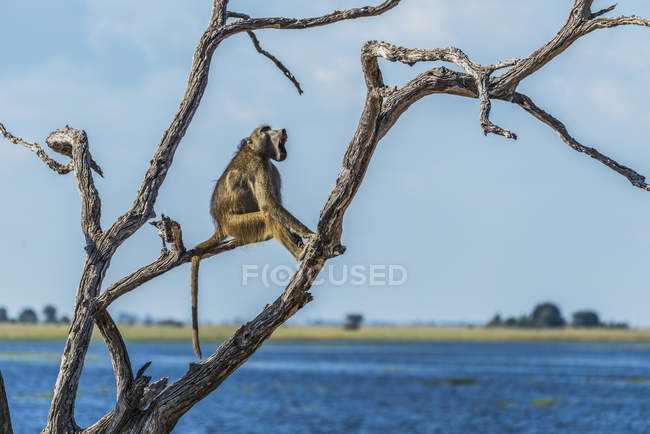 Chacma babuíno bocejo — Fotografia de Stock
