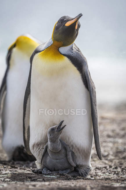 Pingüino rey con polluelo gris - foto de stock