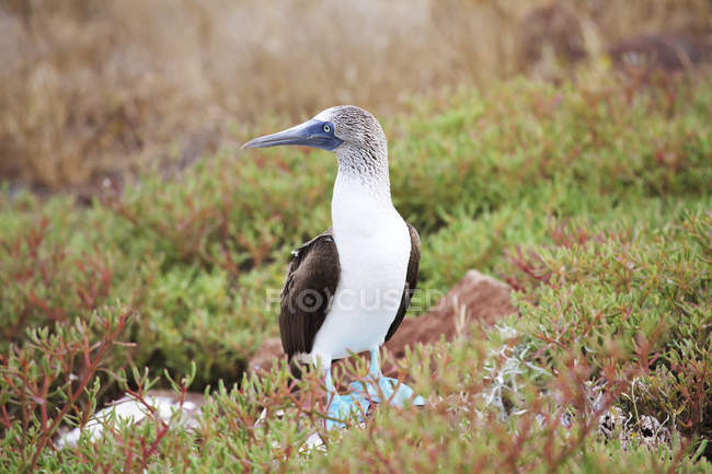Blue-footed booby on North Seymour Island, Galapagos — Stock Photo