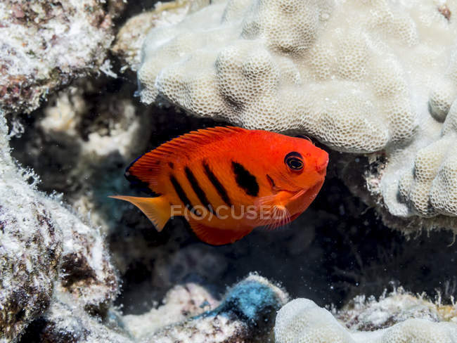 Schöne Skalare schwimmen unter Wasser in der Nähe von Korallen, Wildtieren — Stockfoto