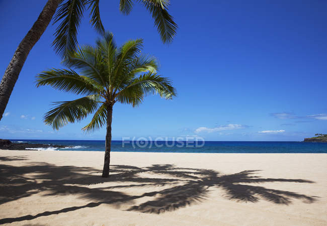 Palm tree on sunny and empty Beach — Stock Photo