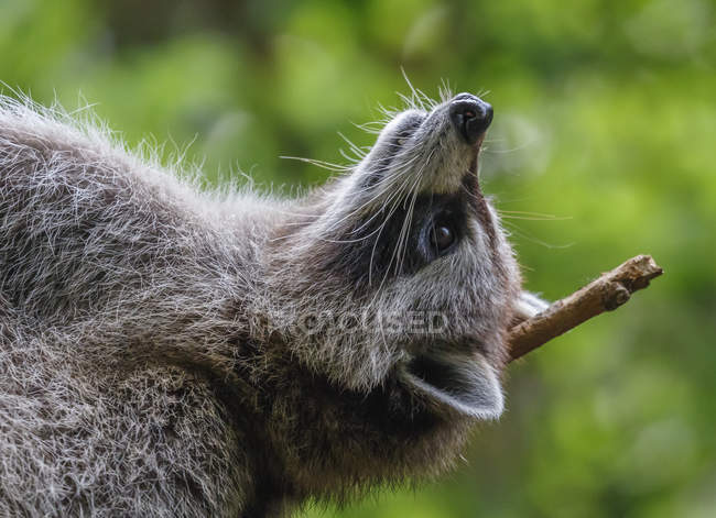Raccoon lying on his back. Montreal, Quebec, Canada — Stock Photo
