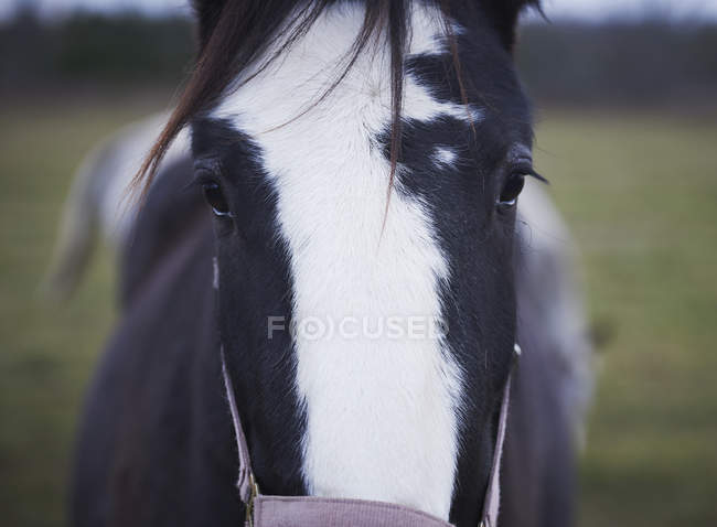 Cavalos olhando para a câmera — Fotografia de Stock