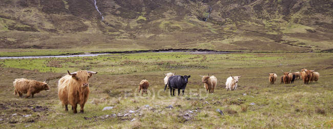 Escocés Highland paisaje - foto de stock