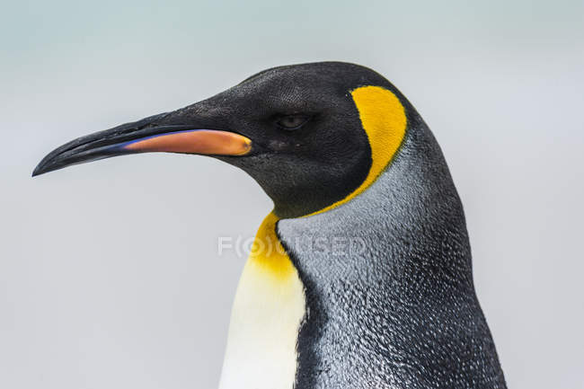 Primer plano de King Penguin - foto de stock