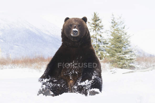 Пленённый медведь гризли — стоковое фото