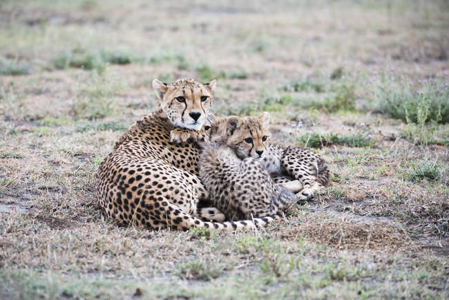 Cheetah cubs snuggle — Stock Photo