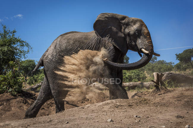 Elefante está jogando poeira sobre si mesmo — Fotografia de Stock