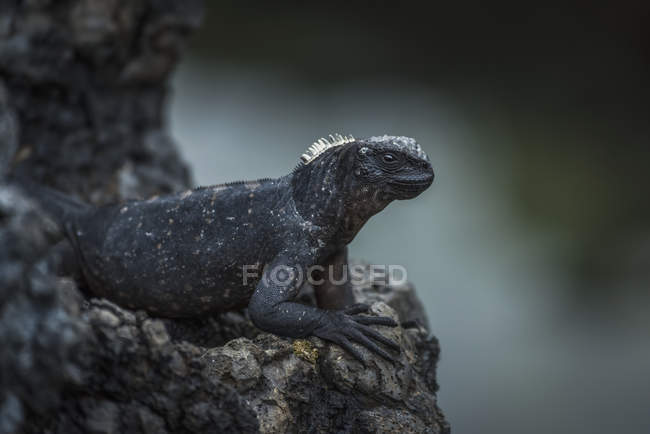 Iguana marina encaramada en alto - foto de stock