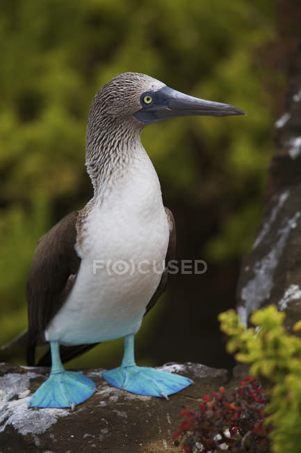 Close up portrait of Blue-footed booby in the Galapagos — Stock Photo