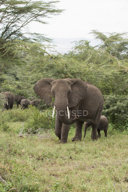 Elefante con ternera pequeña - foto de stock