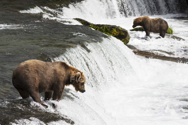 Два бурых медведя — стоковое фото