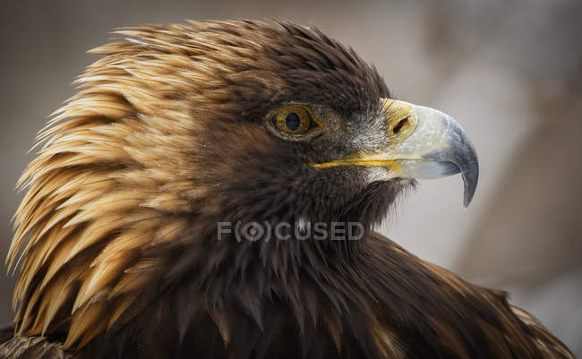 Retrato águila dorada - foto de stock