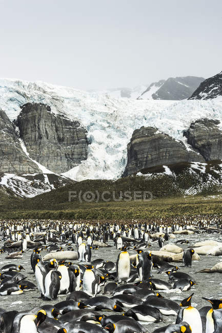 Colonia de pingüinos Rey en el agua - foto de stock