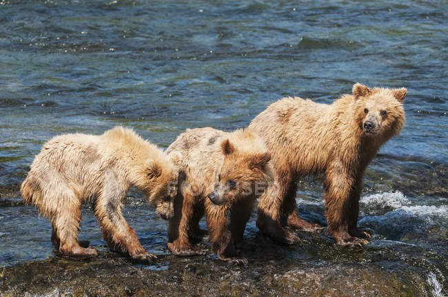 Sow with cubs play — Stock Photo