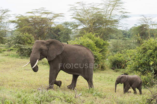 Elefante femenino contra los árboles - foto de stock