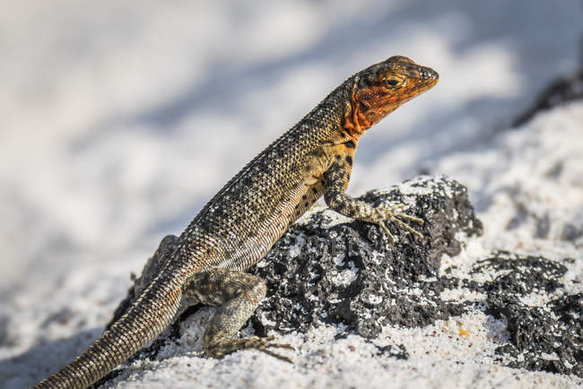 Lava lizard  perched — Stock Photo