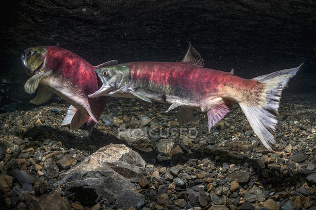 Sockeye Salmon атакует другого — стоковое фото