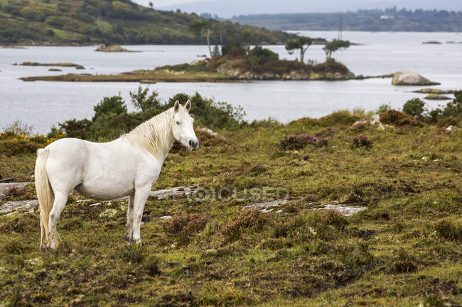 Single white horse — Stock Photo