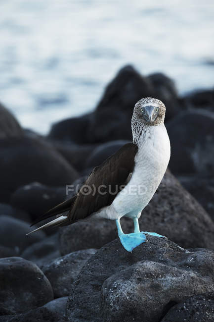 Piedi azzurri booby — Foto stock