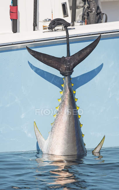Blue fin tuna hanging from the boat off the coast of Cape Cod; Massachusetts, United States of America — Stock Photo