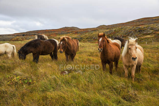 Caballos islandeses pastando - foto de stock