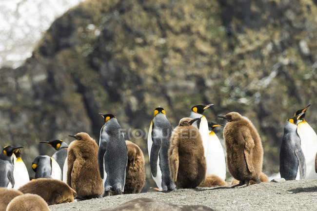 Pingüinos rey en la orilla arenosa - foto de stock