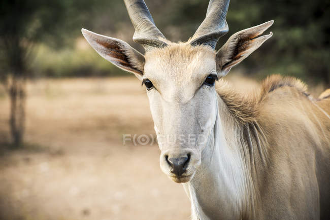 Коммерческая игровая ферма, Common Eland (Taurotragus oryx); Коэс, Намибия — стоковое фото