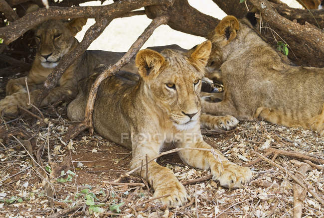 Cachorros de león de África Oriental - foto de stock
