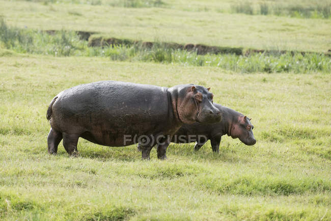 Жінки і молодий Hippopotamos — стокове фото