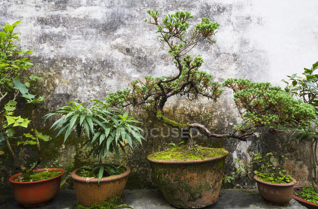 Горшечные растения во дворе Жуйю — стоковое фото