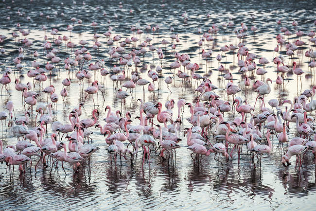 Riesige Kolonie rosa und weißer Flamingos — Stockfoto