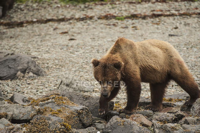 Scrofa di orso bruno — Foto stock