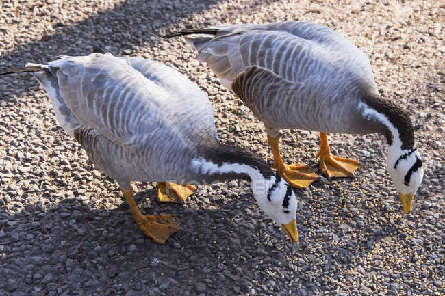 Bar-Headed Geese — Stock Photo