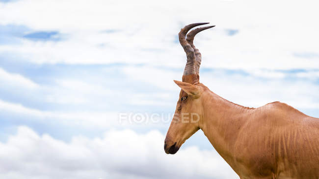 Antílope con cabeza larga y puntiaguda - foto de stock