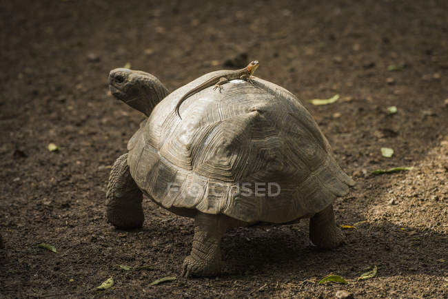 Galapagos giant tortoise — Stock Photo