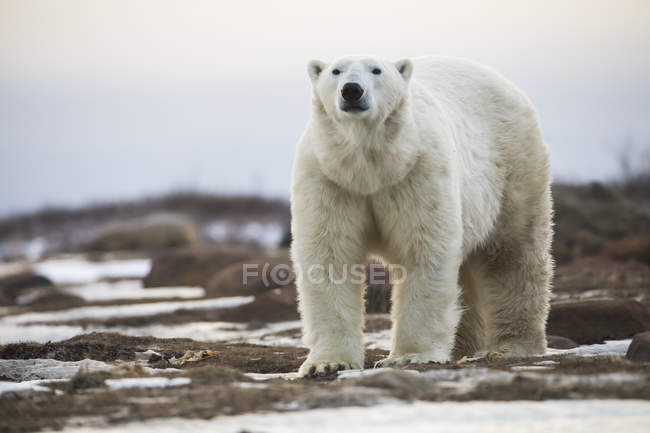 Полярний ведмідь стоїть на узбережжі — стокове фото