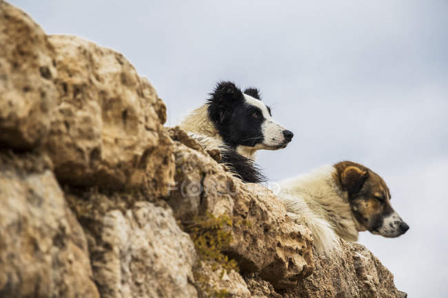 Dogs sitting on ledge — Stock Photo