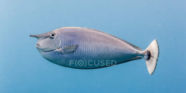 Hermoso Paletail Unicornfish nadando bajo el agua, vida silvestre - foto de stock