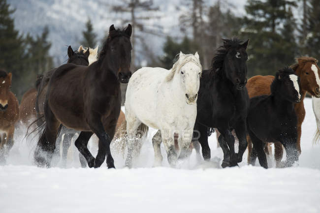 Лошади бегут в снегу — стоковое фото