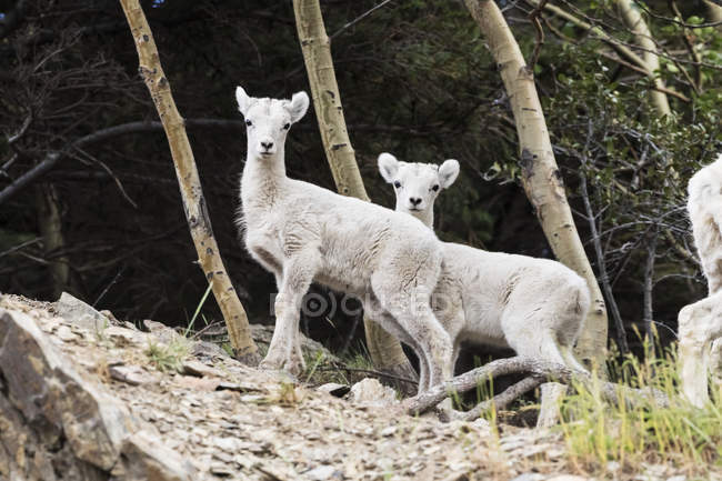 Dall sheep lambs — Stock Photo